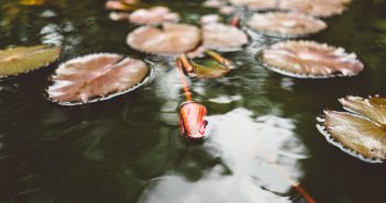 Einen eigenen Gartenteich anlegen