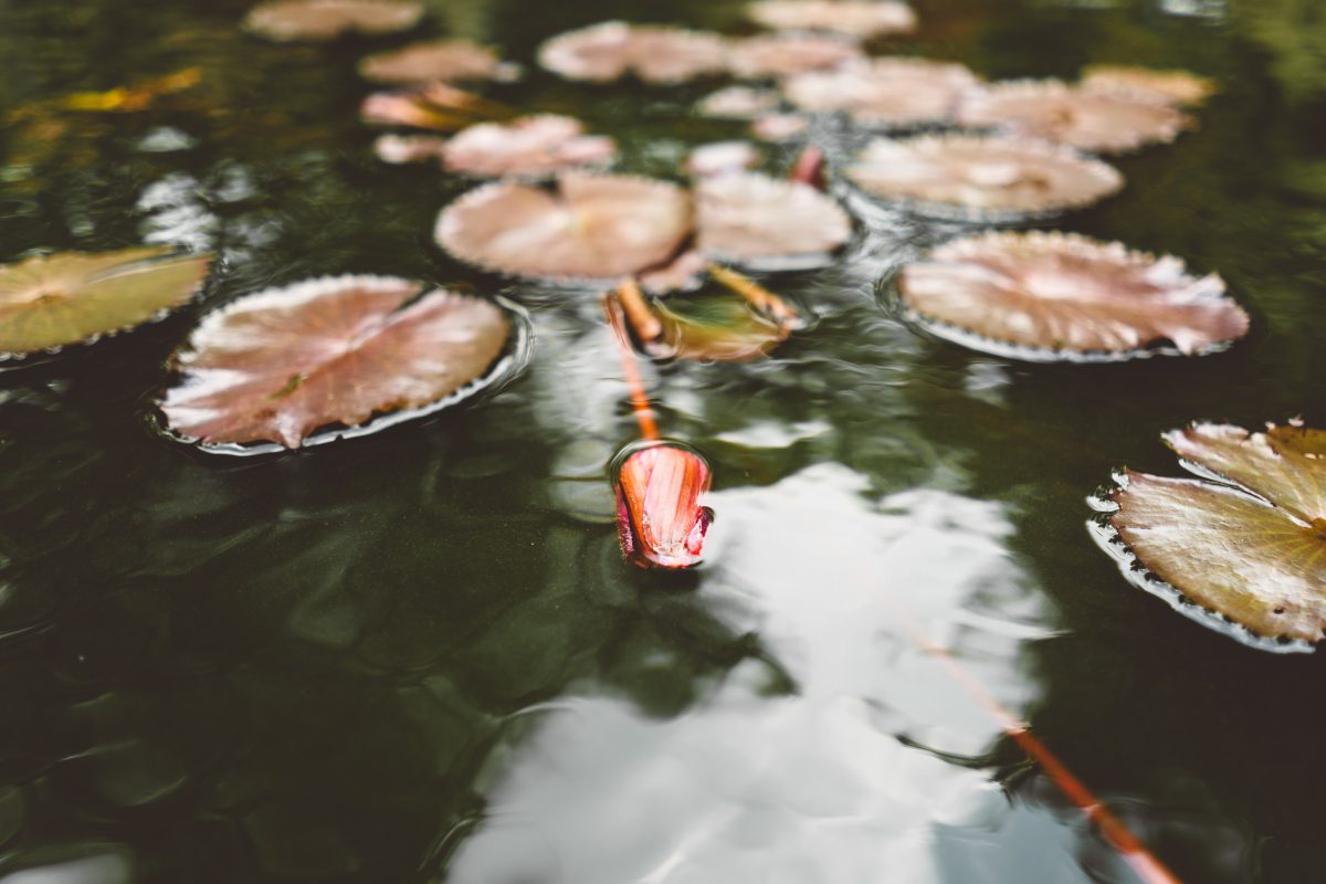 Titelbild zu „Einen eigenen Gartenteich anlegen“